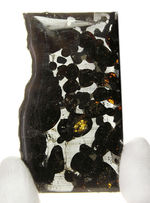 世界で最も美しい隕石とされる石鉄隕石、パラサイト（本体防錆処理済み）。２０１６年に新たに発見されたケニア共和国セリコ産。