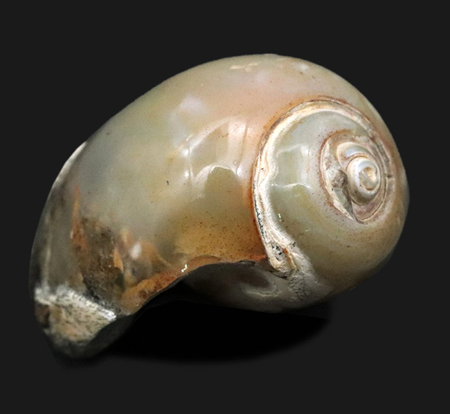 古代のカタツムリ!?インドの白亜紀末期の地層から採集された腹足類の化石(Gastropod)(その1)