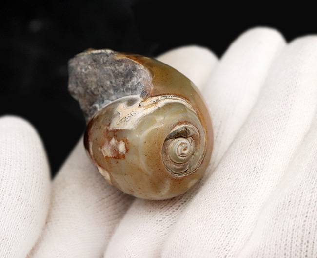 古代のカタツムリ!?インドの白亜紀末期の地層から採集された腹足類の化石(Gastropod)(その2)