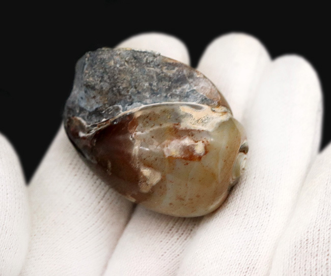 貝標本　カタツムリの化石　肩が張った特美品個体 貝標本 カタツムリの化石 肩が張った特美品個体 貝標本 カタツムリ