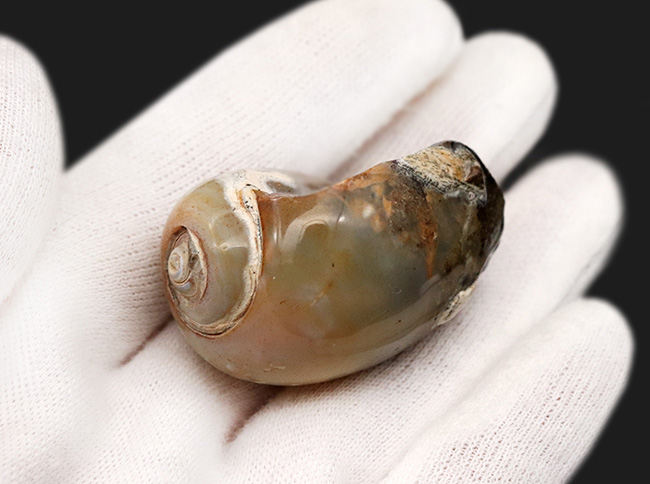 古代のカタツムリ!?インドの白亜紀末期の地層から採集された腹足類の化石(Gastropod)(その5)