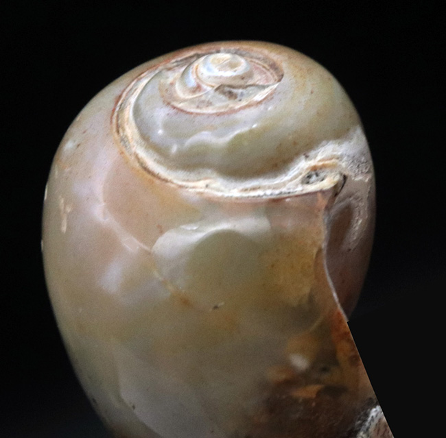 古代のカタツムリ!?インドの白亜紀末期の地層から採集された腹足類の化石(Gastropod)(その6)