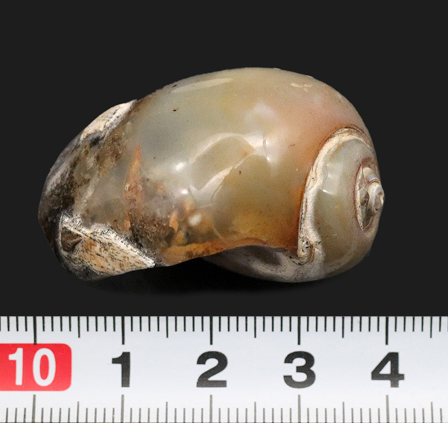 古代のカタツムリ!?インドの白亜紀末期の地層から採集された腹足類の化石(Gastropod)(その7)