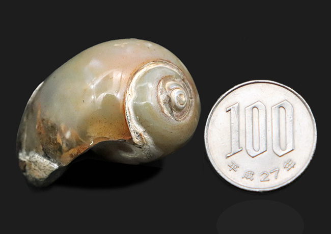古代のカタツムリ!?インドの白亜紀末期の地層から採集された腹足類の化石(Gastropod)(その8)