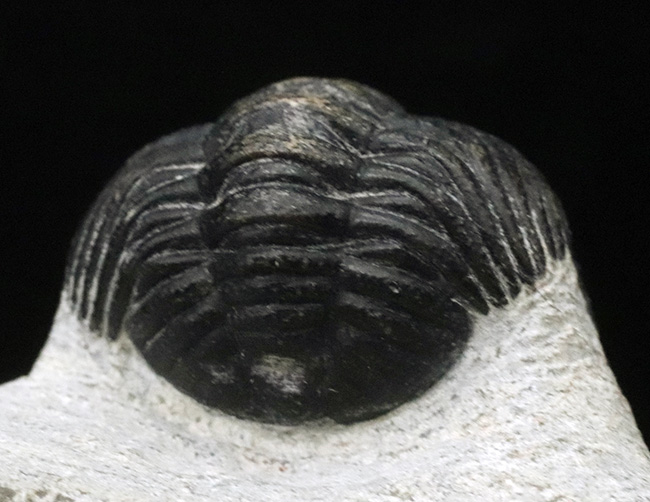 キュートな見た目に一目惚れ！モロッコを代表する三葉虫の一つ、ファコプス（Phacops）の良質化石（その4）