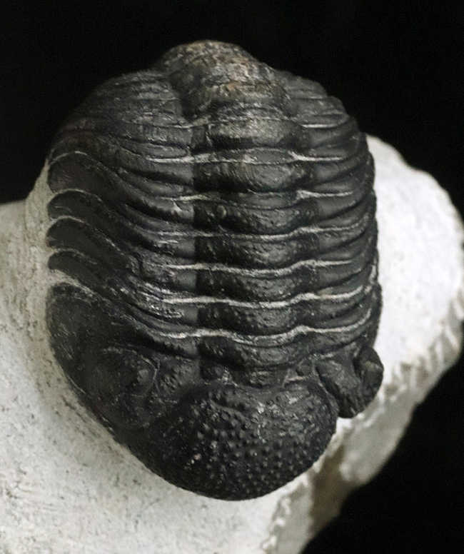 キュートな見た目に一目惚れ！モロッコを代表する三葉虫の一つ、ファコプス（Phacops）の良質化石（その5）