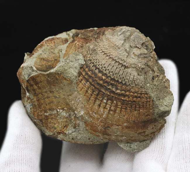 国産化石マニアックシリーズ！両面保存、状態良し、サイズあり！原型を十分に留めた古代の二枚貝、グリキメリス（Glycymeris）の上質化石（その4）