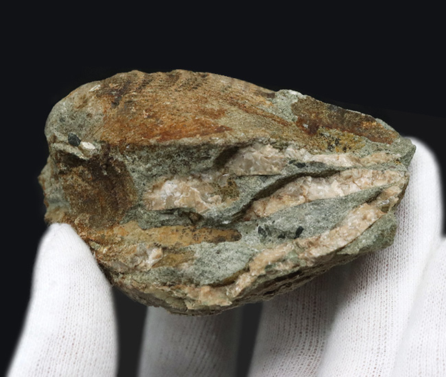 国産化石マニアックシリーズ！両面保存、状態良し、サイズあり！原型を十分に留めた古代の二枚貝、グリキメリス（Glycymeris）の上質化石（その5）