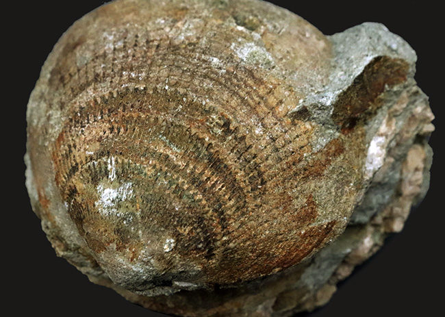 国産化石マニアックシリーズ！両面保存、状態良し、サイズあり！原型を十分に留めた古代の二枚貝、グリキメリス（Glycymeris）の上質化石（その6）