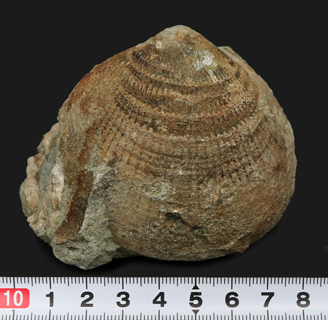 国産化石マニアックシリーズ！両面保存、状態良し、サイズあり！原型を十分に留めた古代の二枚貝、グリキメリス（Glycymeris）の上質化石（その7）