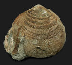 国産化石マニアックシリーズ！両面保存、状態良し、サイズあり！原型を十分に留めた古代の二枚貝、グリキメリス（Glycymeris）の上質化石