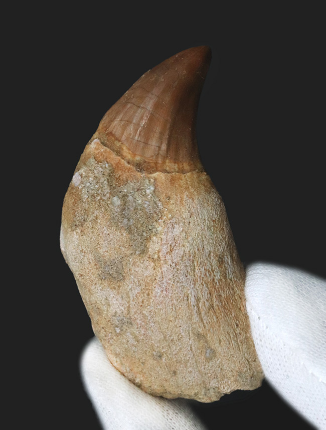珍しい歯根付き！白亜紀後期の海の最強生物の一つ、モササウルス（Mosasaurus）の歯化石（その1）