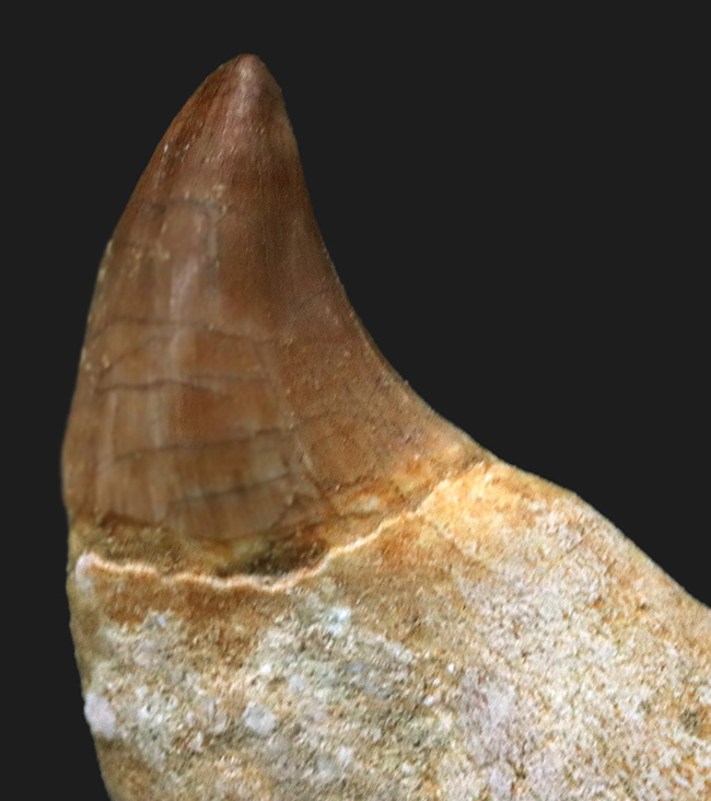 珍しい歯根付き!白亜紀後期の海の最強生物の一つ、モササウルス(Mosasaurus)の歯化石(その3)