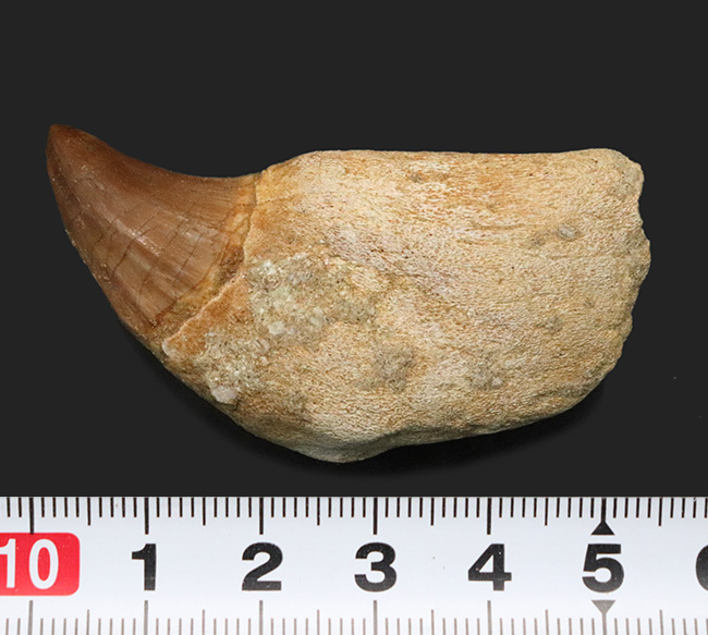 珍しい歯根付き！白亜紀後期の海の最強生物の一つ、モササウルス（Mosasaurus）の歯化石（その6）