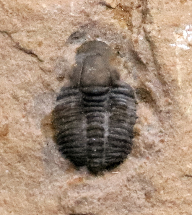 世界中でも最も名の知れた三葉虫の一つであり、同時に最古級の三葉虫の一つでもある、エルラシア・キンギ(Elrathia kingii)(その4)