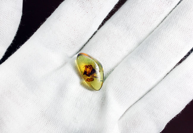ドミニカ産のブルーアンバー(Amber)専用ケースと紫外線ライトの2点付き。(その4)