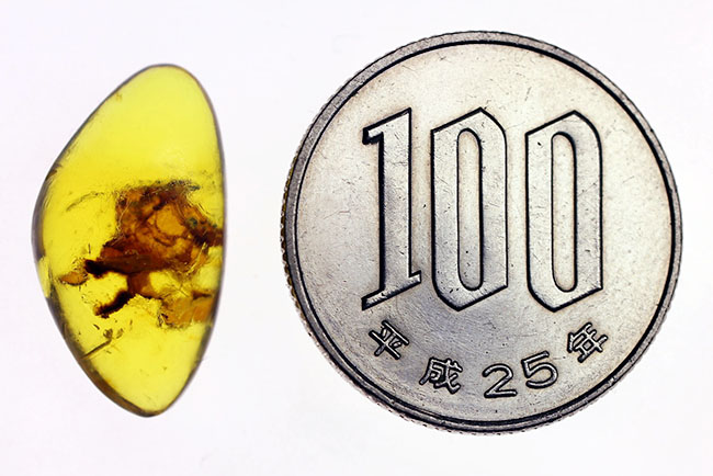 ドミニカ産のブルーアンバー(Amber)専用ケースと紫外線ライトの2点付き。(その8)