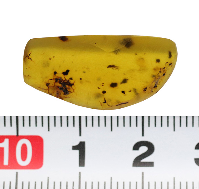 小さな琥珀に特大のロマン!恐竜時代(約1億年前)のミャンマー産の琥珀、バーマイト(Burmite)(その7)