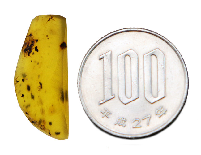 小さな琥珀に特大のロマン!恐竜時代(約1億年前)のミャンマー産の琥珀、バーマイト(Burmite)(その8)