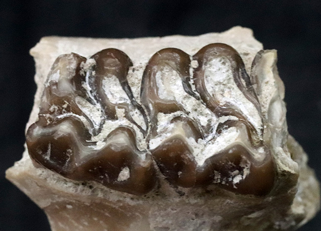 北米の草原の草木をむしゃむしゃ食べていたメリコイドドン（Merycoidodon）の鋭い歯列の化石（その1）