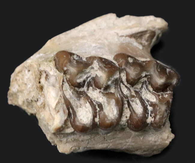 北米の草原の草木をむしゃむしゃ食べていたメリコイドドン（Merycoidodon）の鋭い歯列の化石（その2）