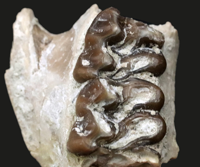 北米の草原の草木をむしゃむしゃ食べていたメリコイドドン（Merycoidodon）の鋭い歯列の化石（その3）
