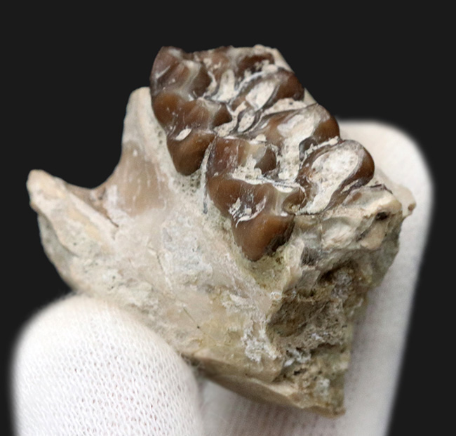 北米の草原の草木をむしゃむしゃ食べていたメリコイドドン（Merycoidodon）の鋭い歯列の化石（その4）