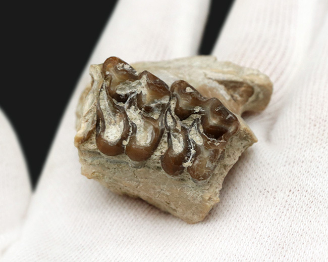 北米の草原の草木をむしゃむしゃ食べていたメリコイドドン（Merycoidodon）の鋭い歯列の化石（その5）