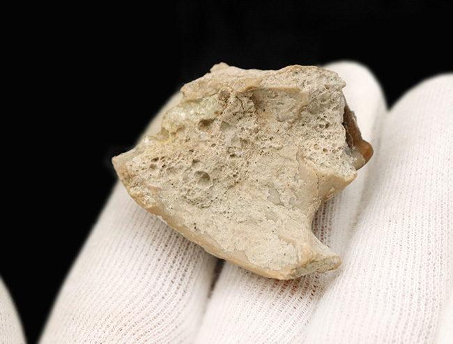 北米の草原の草木をむしゃむしゃ食べていたメリコイドドン（Merycoidodon）の鋭い歯列の化石（その6）