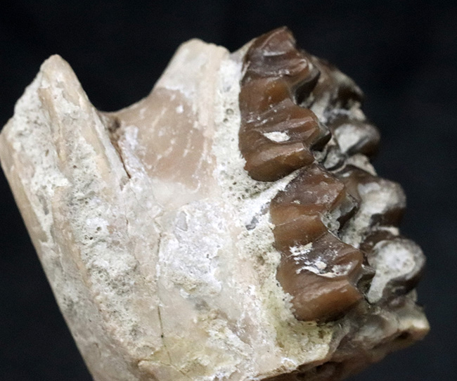 北米の草原の草木をむしゃむしゃ食べていたメリコイドドン（Merycoidodon）の鋭い歯列の化石（その7）