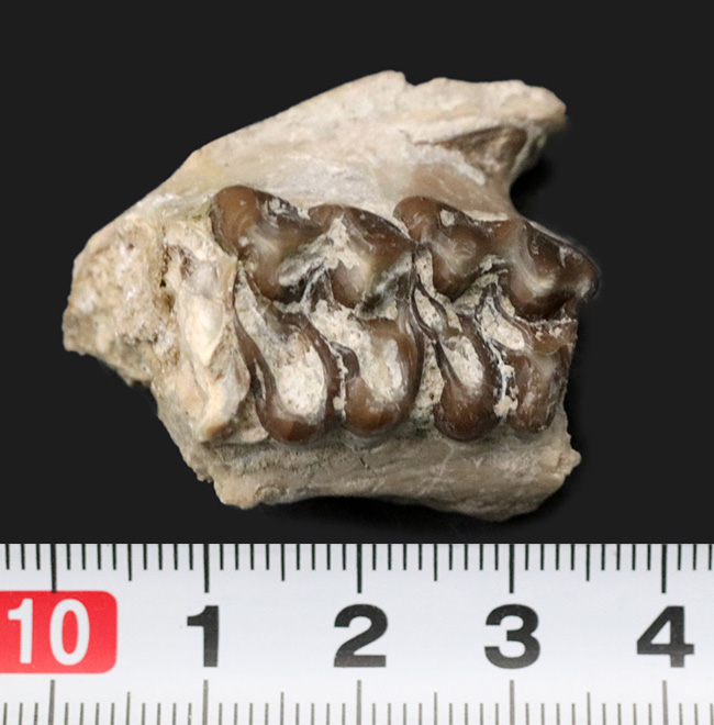 北米の草原の草木をむしゃむしゃ食べていたメリコイドドン（Merycoidodon）の鋭い歯列の化石（その8）