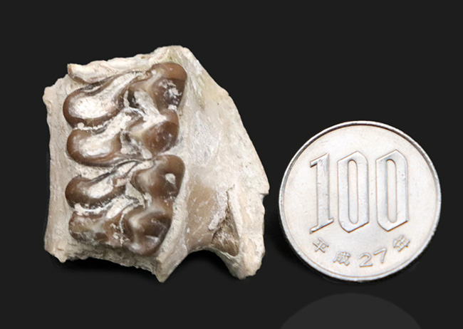 北米の草原の草木をむしゃむしゃ食べていたメリコイドドン（Merycoidodon）の鋭い歯列の化石（その9）