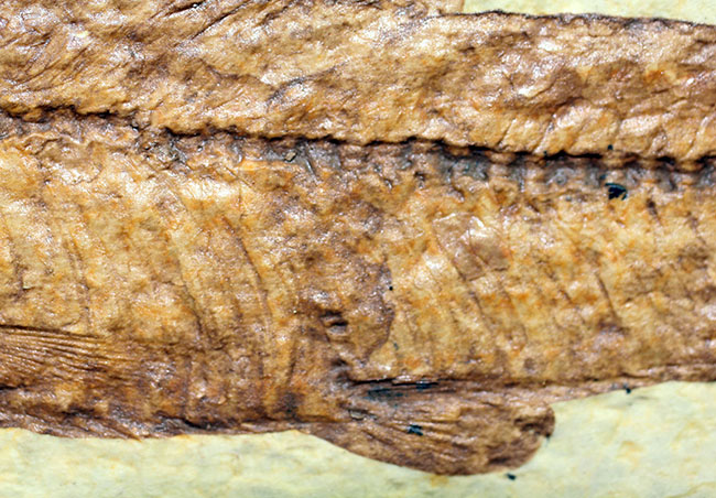 輪郭クッキリ、好き？嫌い？ワイオミング州グリーンリバー層で最も有名な魚化石ナイティア（Knightia）（その11）