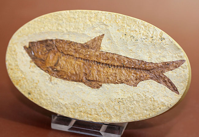 輪郭クッキリ、好き？嫌い？ワイオミング州グリーンリバー層で最も有名な魚化石ナイティア（Knightia）（その15）