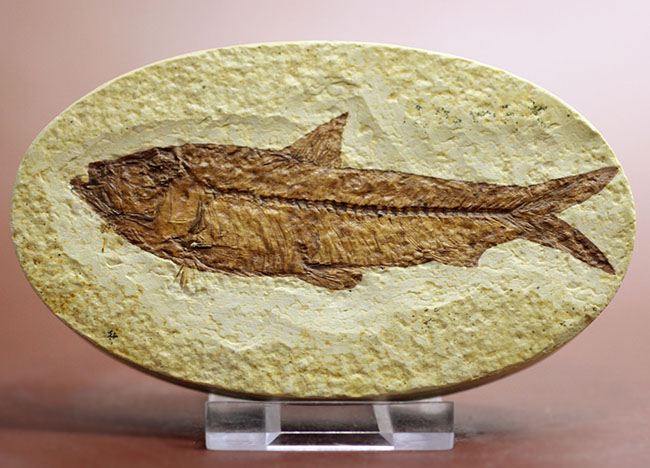 輪郭クッキリ、好き？嫌い？ワイオミング州グリーンリバー層で最も有名な魚化石ナイティア（Knightia）（その3）
