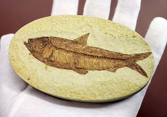 輪郭クッキリ、好き？嫌い？ワイオミング州グリーンリバー層で最も有名な魚化石ナイティア（Knightia）（その4）