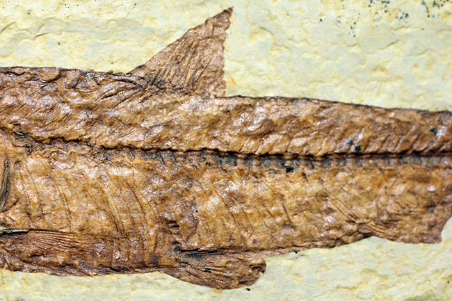 ナイティア　化石 化石 #ナイティア（Knightia） #化石