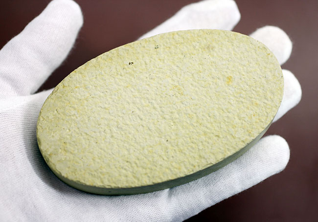 輪郭クッキリ、好き？嫌い？ワイオミング州グリーンリバー層で最も有名な魚化石ナイティア（Knightia）（その8）