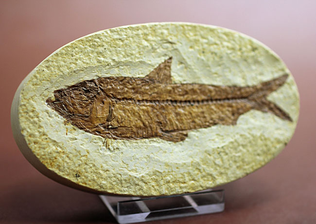 輪郭クッキリ、好き？嫌い？ワイオミング州グリーンリバー層で最も有名な魚化石ナイティア（Knightia）（その9）