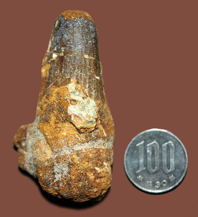 サービスプライスにてご紹介。史上最大級の恐竜として知られるスピノサウルス(Spinosaurus)の歯化石(その10)