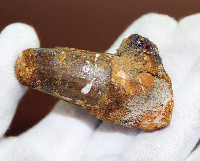 サービスプライスにてご紹介。史上最大級の恐竜として知られるスピノサウルス(Spinosaurus)の歯化石(その2)