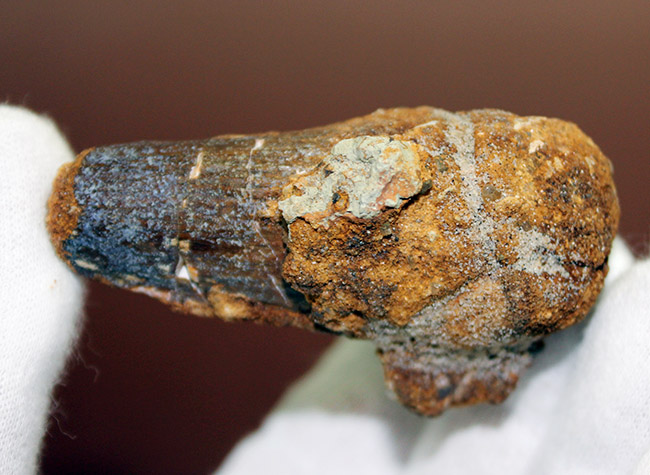 サービスプライスにてご紹介。史上最大級の恐竜として知られるスピノサウルス(Spinosaurus)の歯化石(その3)