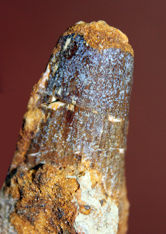 サービスプライスにてご紹介。史上最大級の恐竜として知られるスピノサウルス(Spinosaurus)の歯化石(その7)