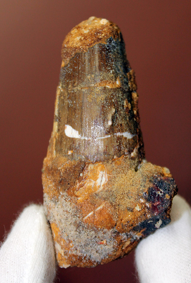 サービスプライスにてご紹介。史上最大級の恐竜として知られるスピノサウルス(Spinosaurus)の歯化石(その8)