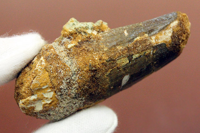 サービスプライスにてご紹介。史上最大級の恐竜として知られるスピノサウルス(Spinosaurus)の歯化石(その9)
