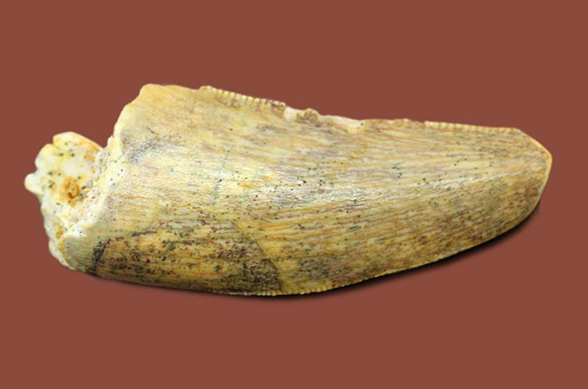 偉大なる脇役、アフリカの肉食恐竜デルタドロメウスの歯（Deltadromeus sp.）の化石（その1）