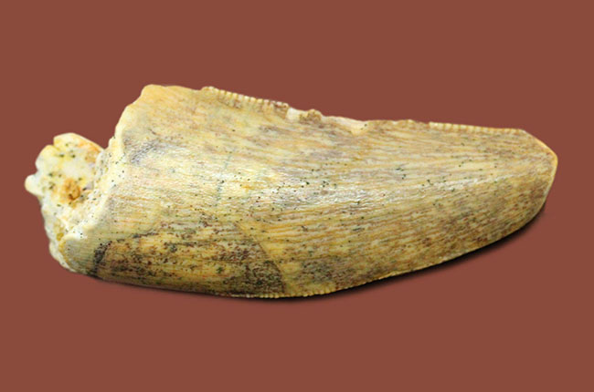 偉大なる脇役、アフリカの肉食恐竜デルタドロメウスの歯(Deltadromeus sp.)の化石(その1)
