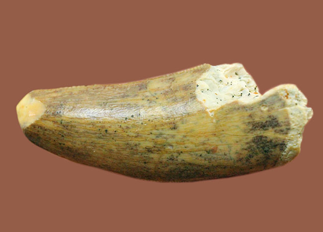 偉大なる脇役、アフリカの肉食恐竜デルタドロメウスの歯(Deltadromeus sp.)の化石(その3)