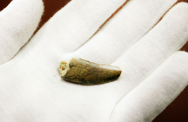 偉大なる脇役、アフリカの肉食恐竜デルタドロメウスの歯(Deltadromeus sp.)の化石(その4)