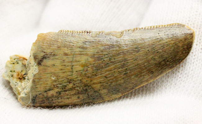 偉大なる脇役、アフリカの肉食恐竜デルタドロメウスの歯(Deltadromeus sp.)の化石(その5)
